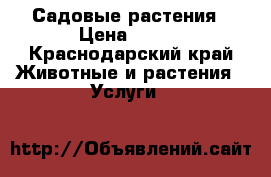 Садовые растения › Цена ­ 250 - Краснодарский край Животные и растения » Услуги   